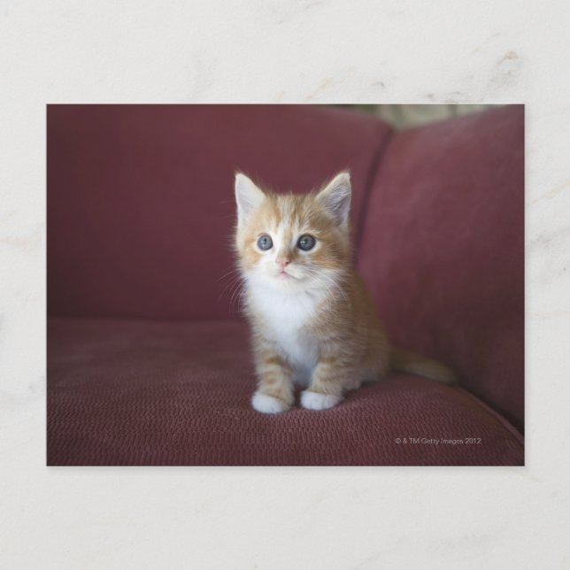 Katt i soffa vykort (Framsida)