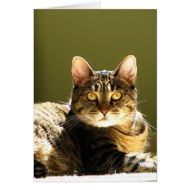 Katt i Sol Hälsningskort (Framsidan)