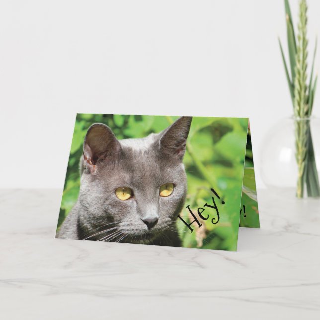 Katt i sol kort (Framsida)