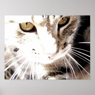 katt i sol poster