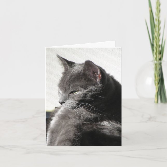 Katt i Sol-sedelkortet Kort (Framsida)