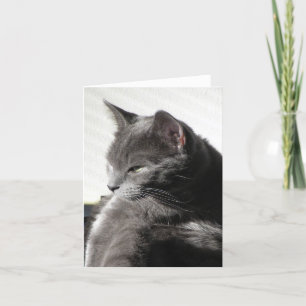 Katt i Sol-sedelkortet Kort