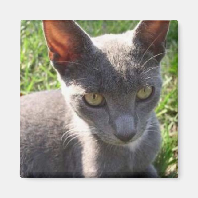 Katt i solljus magnet (Framsidan)