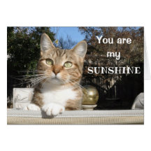 Katt i solskenkortet