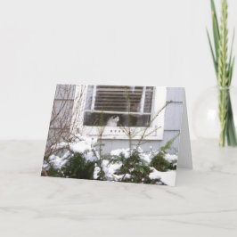 Katt i svart & vit för fönsterjulsöt helgkort