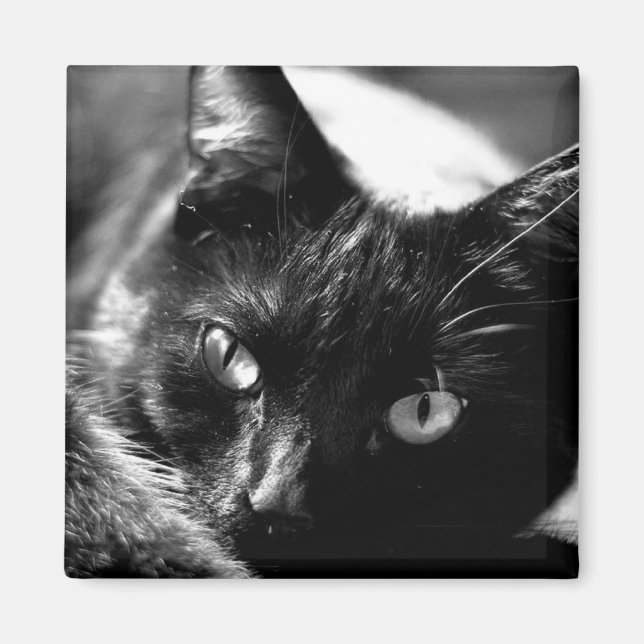 Katt i svartvitt med kvadratiska maskor magnet (Framsidan)