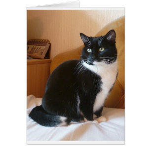 Katt i svartvitt på sängen hälsningskort