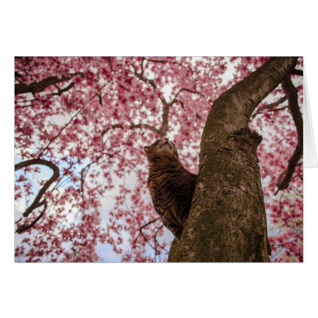 Katt i träd hälsningskort (Framsidan Horizontal)