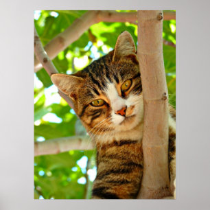 Katt i Träd Poster