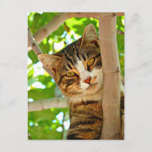 Katt i Träd Vykort