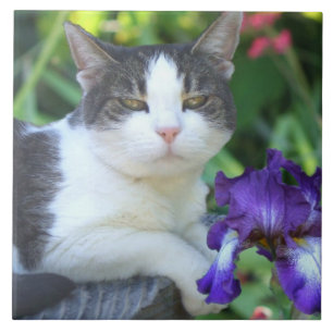 Katt i trädgården kakelplatta