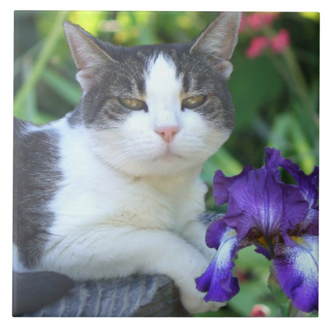 Katt i trädgården kakelplatta (Framsidan)