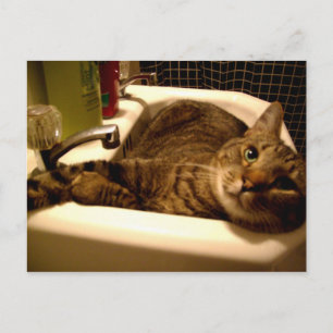 katt i vykort för sänk