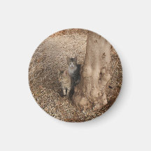 KATT I WOODLAND