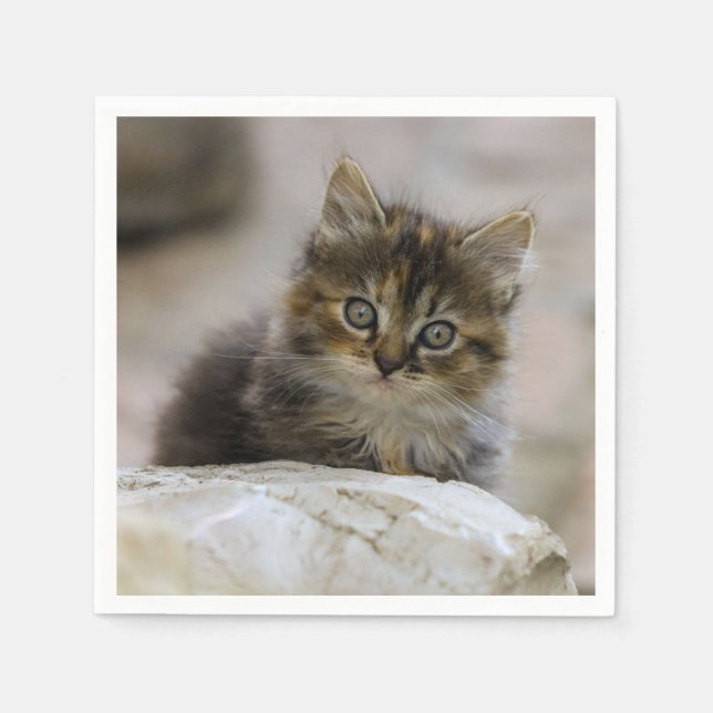 Katt, Innekatt, djur Pappersservett (Framsidan)
