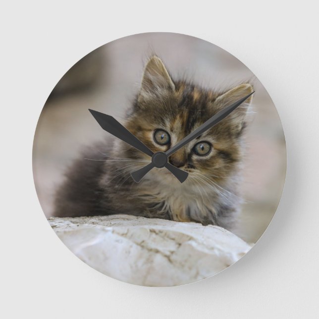 Katt, Innekatt, djur Rund Klocka (Framsida)