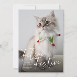 Katt Jul Festlig Katt Foto Högtid Julkort