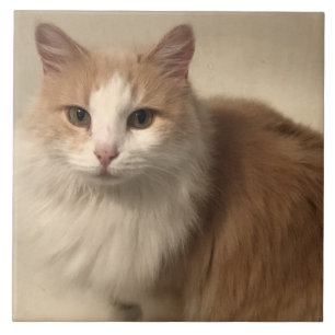Katt Kakelplatta