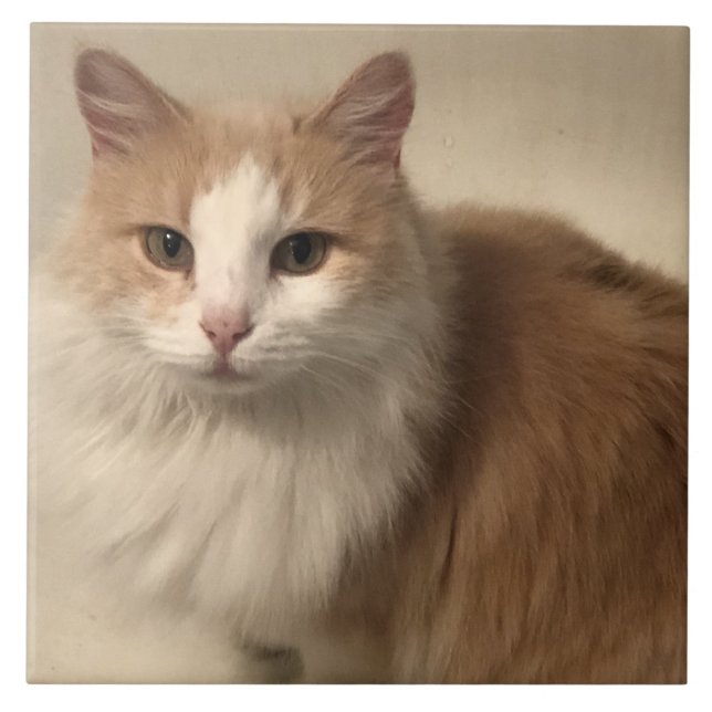 Katt Kakelplatta (Framsidan)