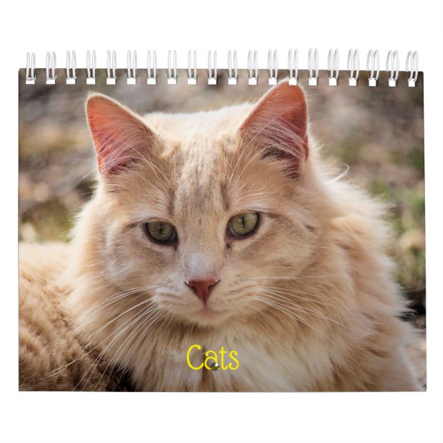 Katt Kalender (Omslag)