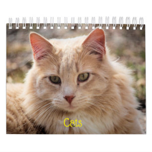 Katt Kalender