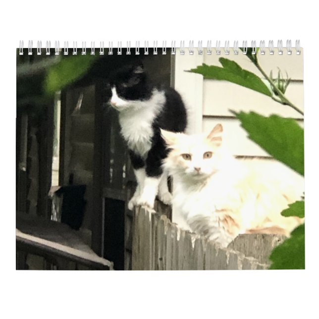 Katt Kalender (Baksida)