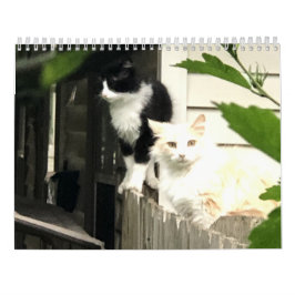 Katt Kalender