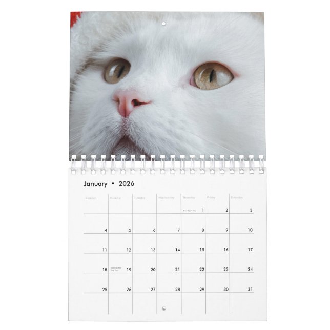 Katt Kalender (Jan 2026)
