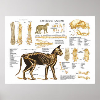 Katt Kattdjur Skeletal anatomi Poster