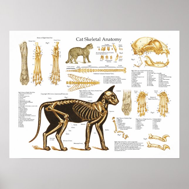 Katt Kattdjur Skeletal anatomi Poster (Framsidan)