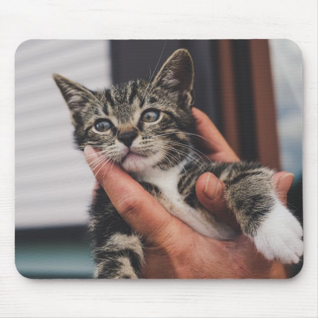katt, kattunge, hand musmatta (Framsidan)