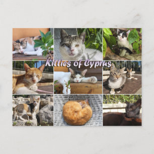 Katt kattunge i Cypern vykort