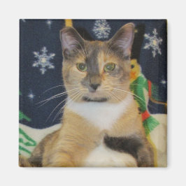 Katt kattunge, jul, rädding, foto magnet