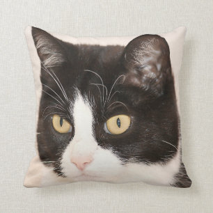 Katt kattunge, kattungeansiktedekorativ kudde