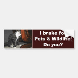 Katt Kitten Bumper Sticker Bildekal