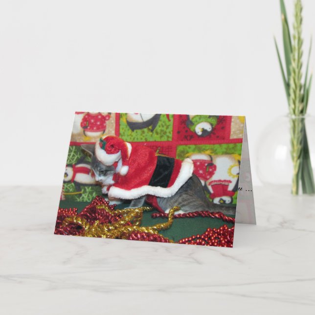 Katt, Kitten, jul, Rädding, foto Helgkort (Framsida)