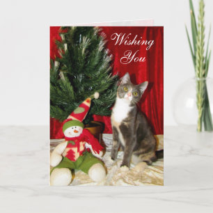 Katt, Kitten, jul, Rädding, foto Helgkort