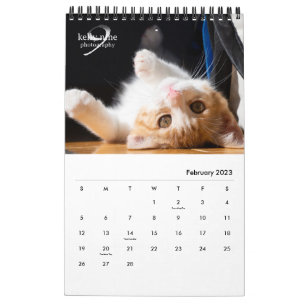 Katt & Kittens by Kelly Nine Photography Kalender