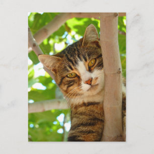 Katt klättra i Träd Vykort