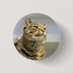 Katt knapp