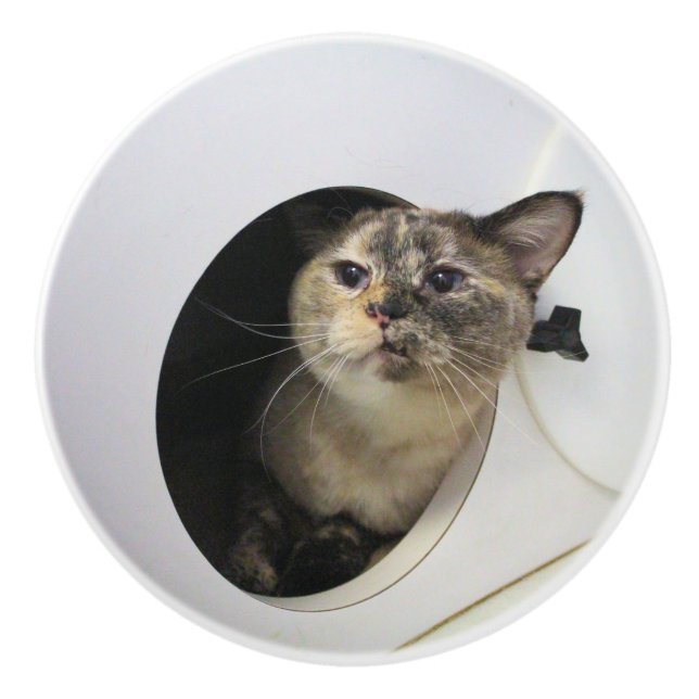 Katt Knopp (Framsidan)