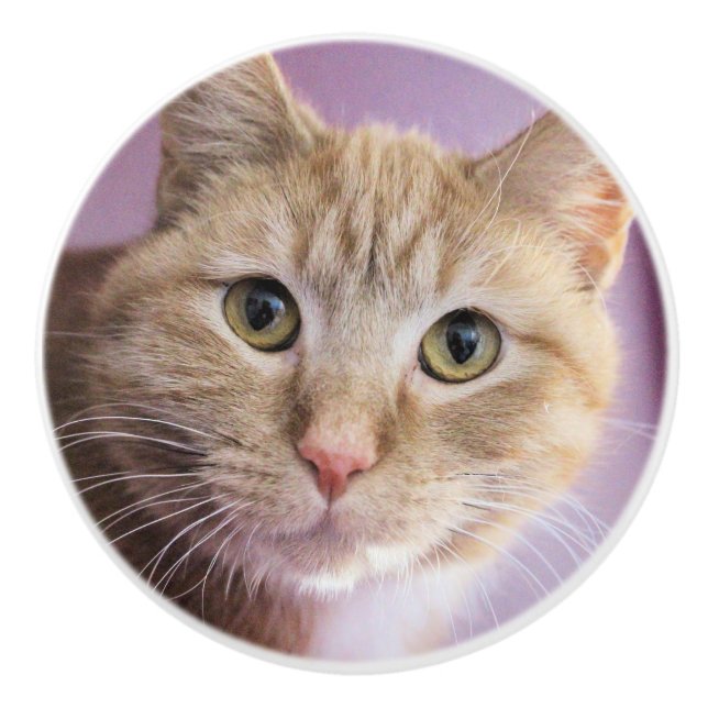 Katt Knopp (Framsidan)