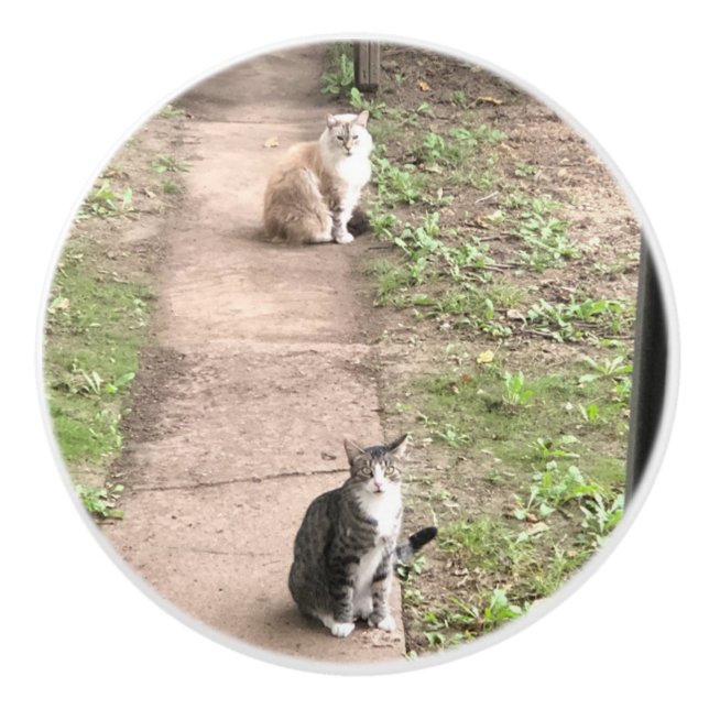 Katt Knopp (Framsidan)