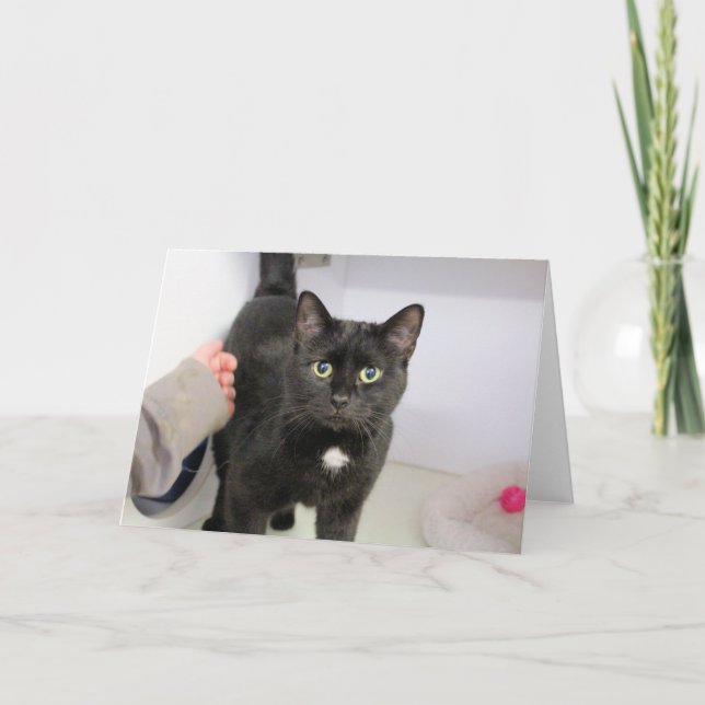 Katt Kort (Framsida)