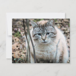 Katt Kort