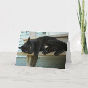 Katt Kort