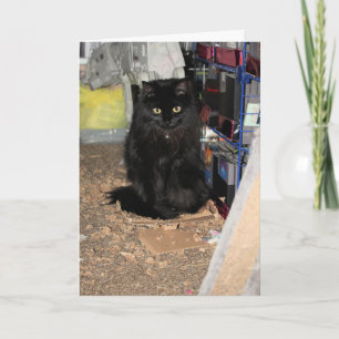 Katt Kort