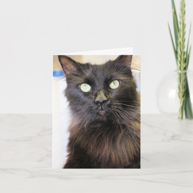 Katt Kort (Framsida)