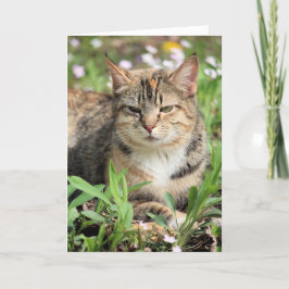 Katt Kort