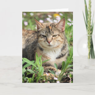 Katt Kort